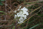 Hyacinth, White