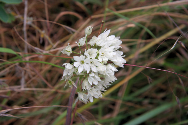 White Hyacinth