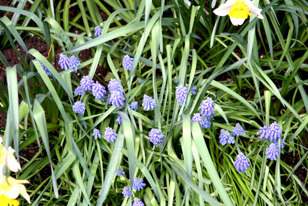 Grape Hyacinthus at Our Pleasant Hill Home