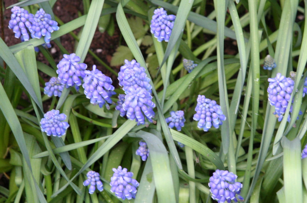 Grape Hyacinthus at Our Pleasant Hill Home