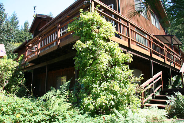 Climbing Hydrangea