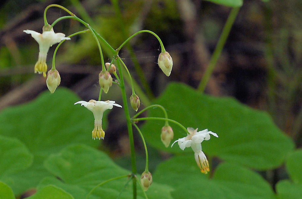 Northern Inside-out Flower at Our Pleasant Hill Home