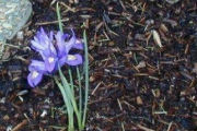 Iris, Dwarf