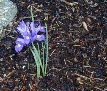 Miniature Dwarf Bearded Iris