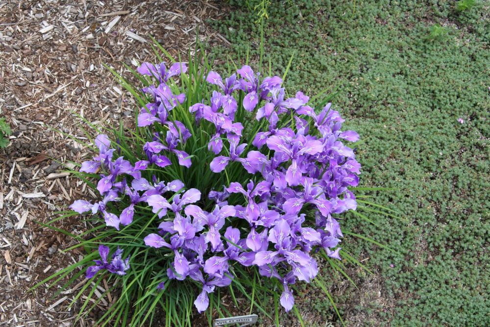 Iris at Our Pleasant Hill Home