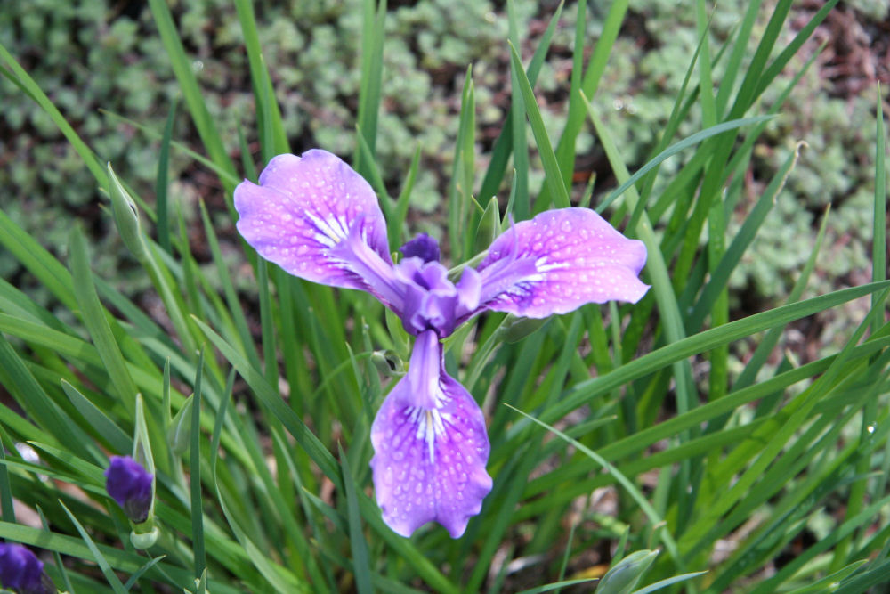 Iris at Our Pleasant Hill Home