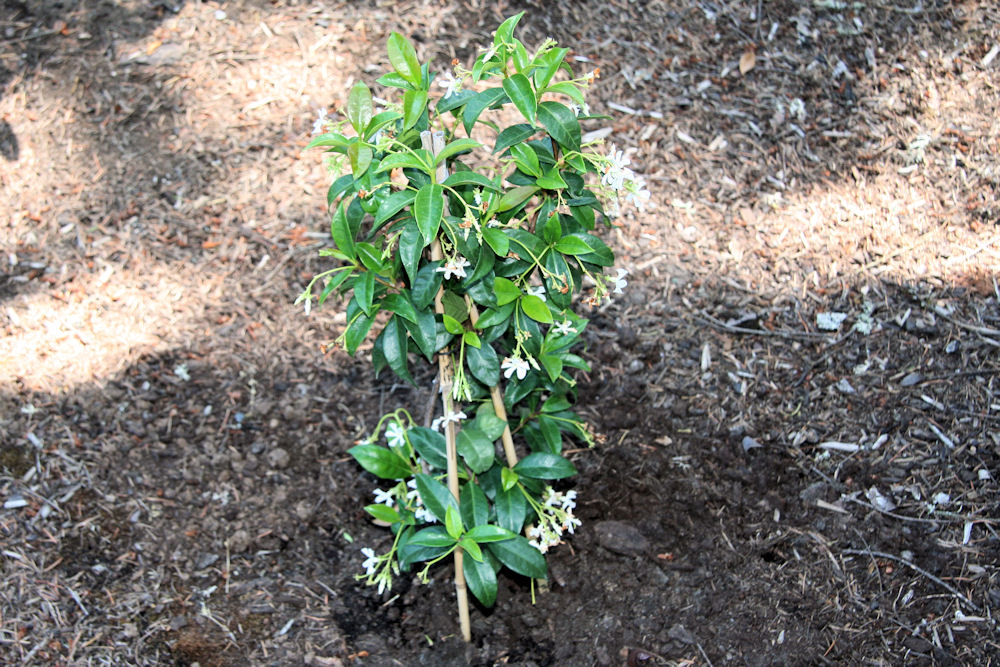 Star Jasmine at Our Pleasant Hill Home