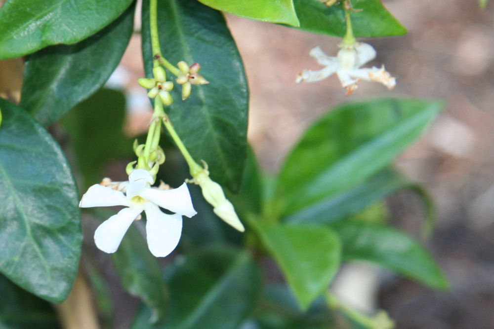 Star Jasmine at Our Pleasant Hill Home