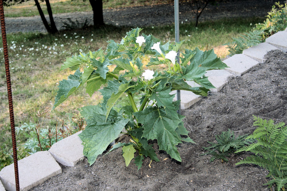 Jimsonweed at Our Pleasant Hill Home