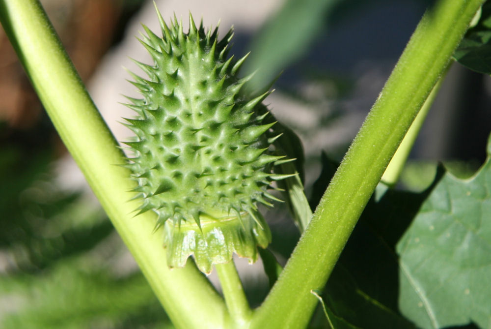 Jimsonweed at Our Pleasant Hill Home