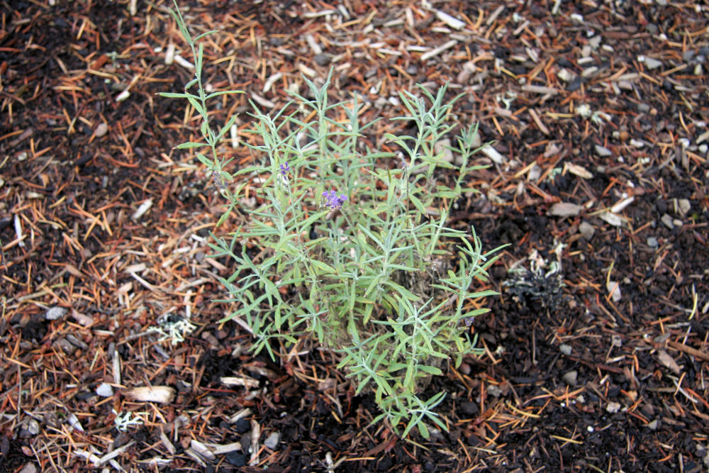 English Lavender at Our Pleasant Hill Home