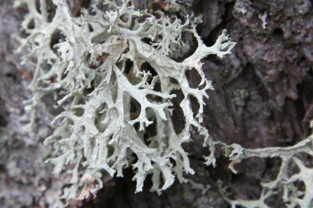 Forking Bone Lichen at Our Pleasant Hill Home