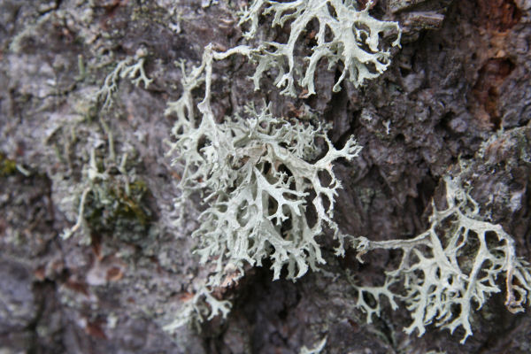 Forking Bone Lichen