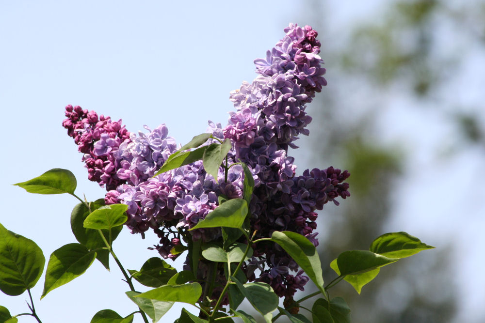 Lilac at Our Pleasant Hill Home