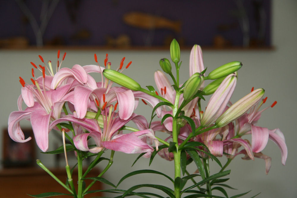 Pink Asiatic Lily at Our Pleasant Hill Home