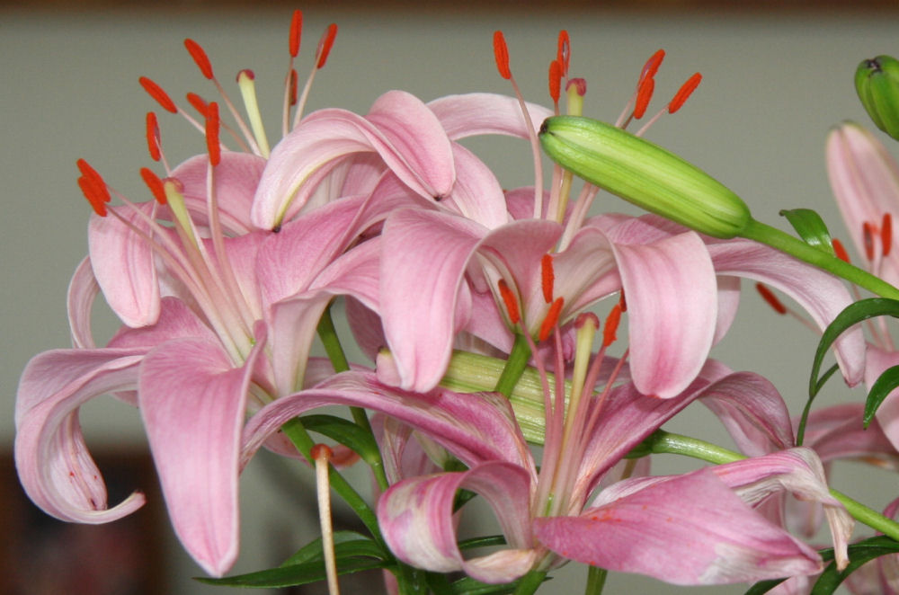 Pink Asiatic Lily at Our Pleasant Hill Home