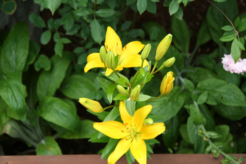 Yellow Asiatic Lily at Our Pleasant Hill Home