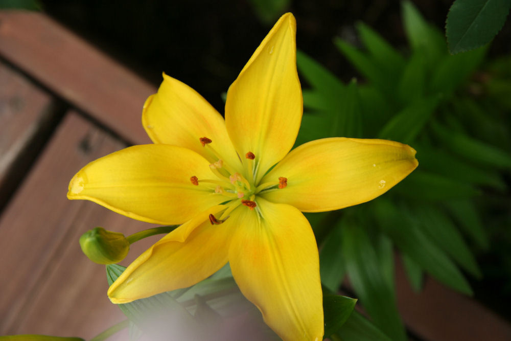 Yellow Asiatic Lily at Our Pleasant Hill Home