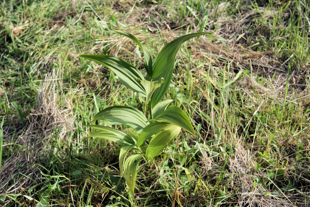 Corn Lily at Our Pleasant Hill Home