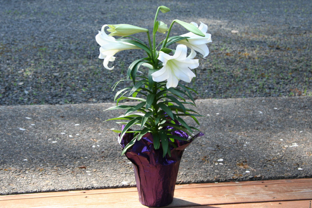 Easter Lily at Our Pleasant Hill Home