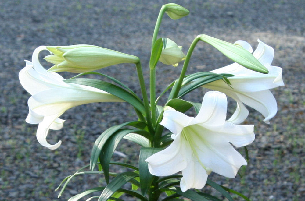 Easter Lily at Our Pleasant Hill Home