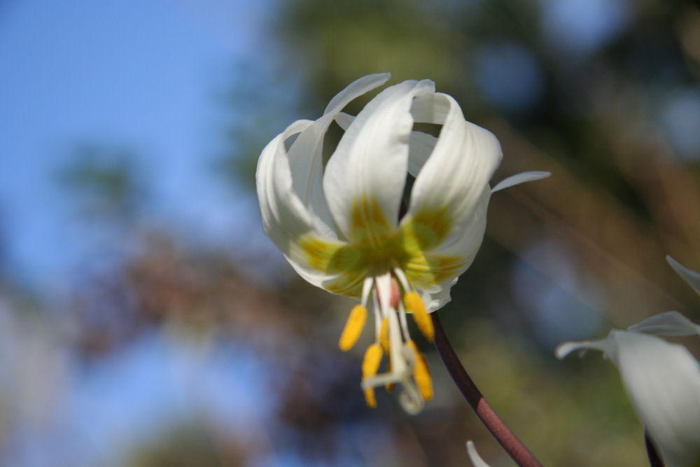 Oregon Fawn Lily at Our Pleasant Hill Home