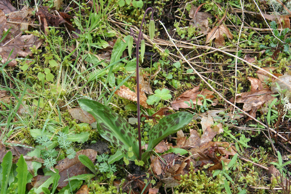 Oregon Fawn Lily at Our Pleasant Hill Home