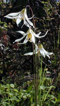 Oregon Fawn Lily Flower