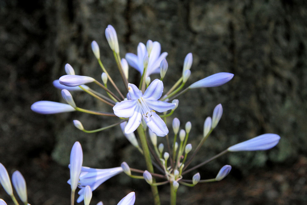 Dwarf Lily of the Nile at Our Pleasant Hill Home