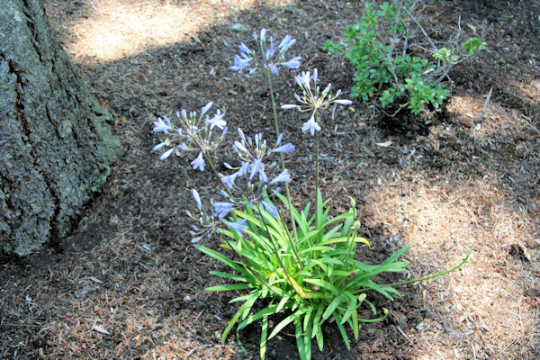 Dwarf Lily of the Nile