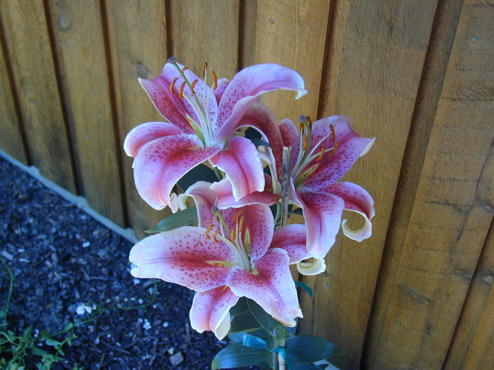 Oriental Lily at Our Pleasant Hill Home