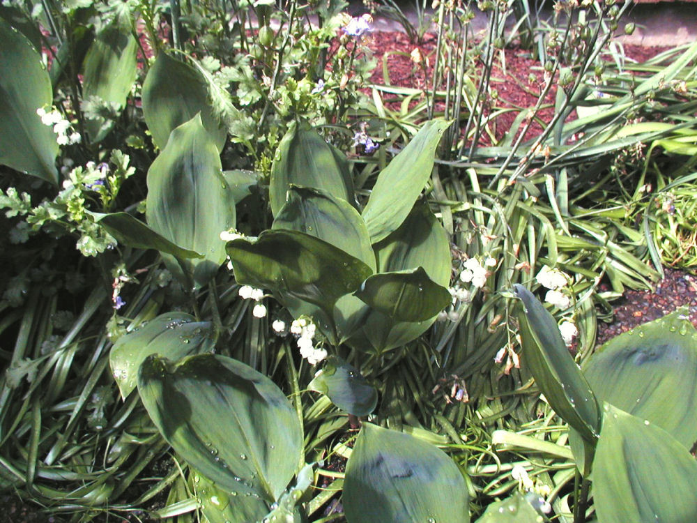 Lily of the Valley at Our Pleasant Hill Home