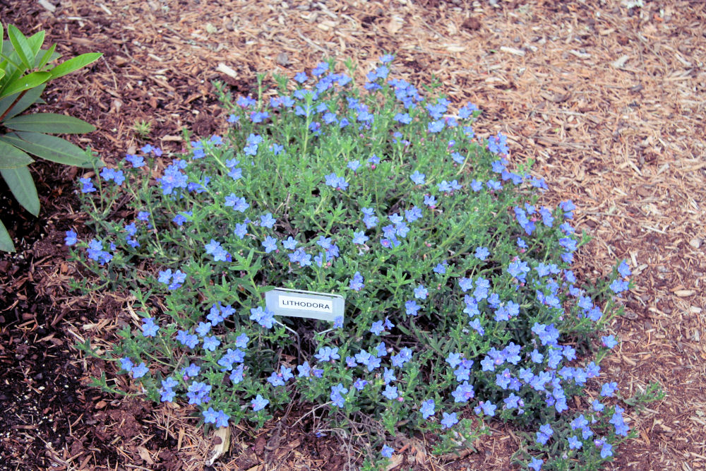 Lithodora at Our Pleasant Hill Home