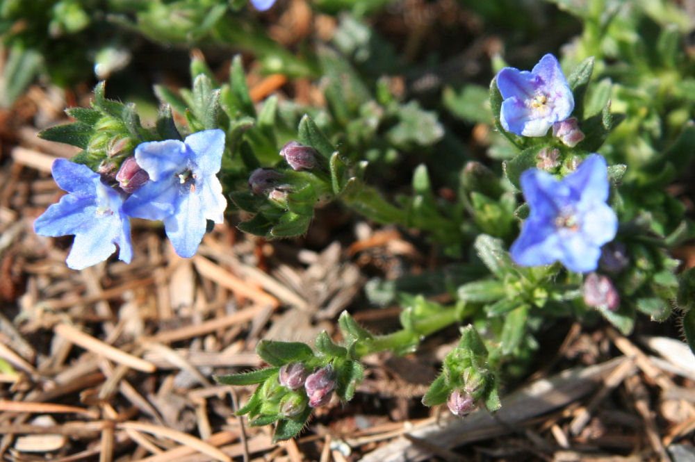 Lithodora at Our Pleasant Hill Home