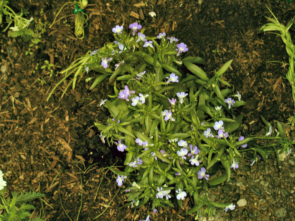 Lobelia Laguna at Our Pleasant Hill Home