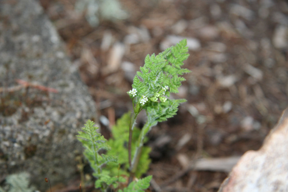 Parsely-leaved Lovage at Our Pleasant Hill Home