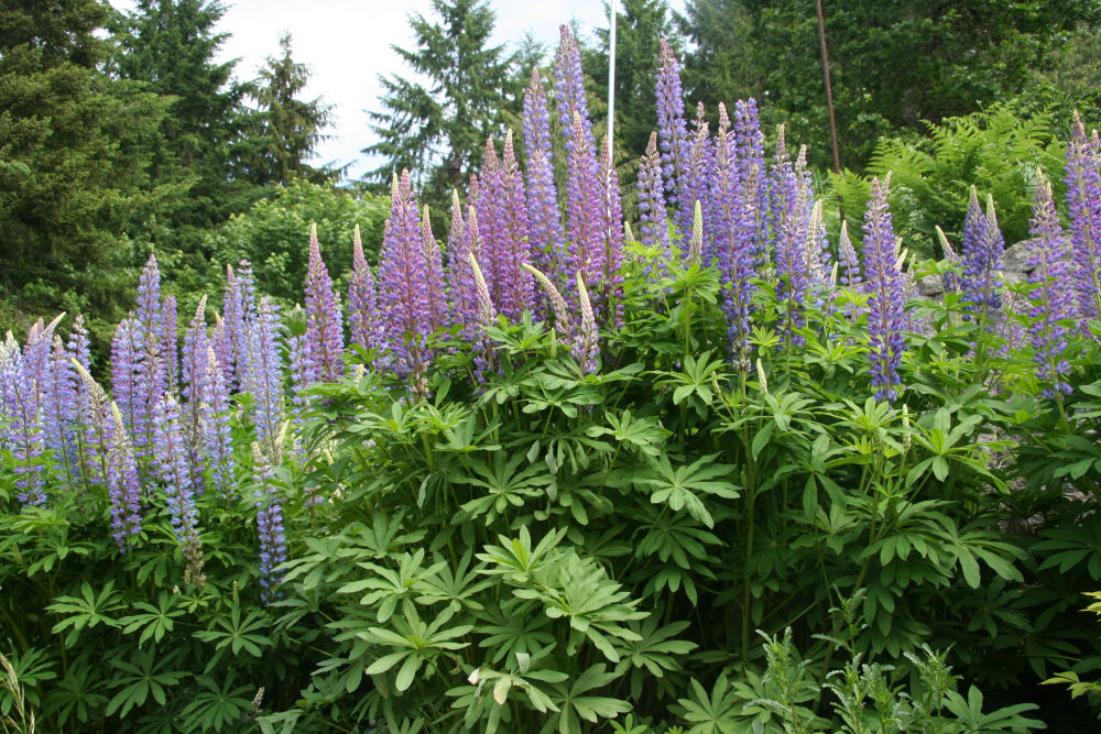 Large-leaved Lupine at Our Pleasant Hill Home