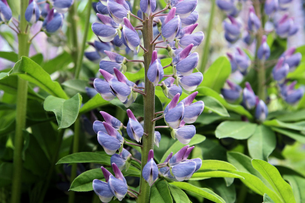 Large-leaved Lupine at Our Pleasant Hill Home