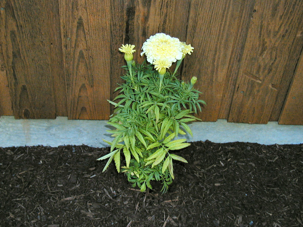 Marigold Sweet Cream at Our Pleasant Hill Home