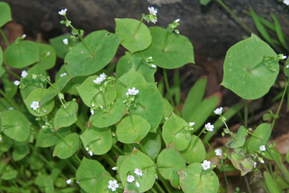 Miner's Lettuce at Our Pleasant Hill Home