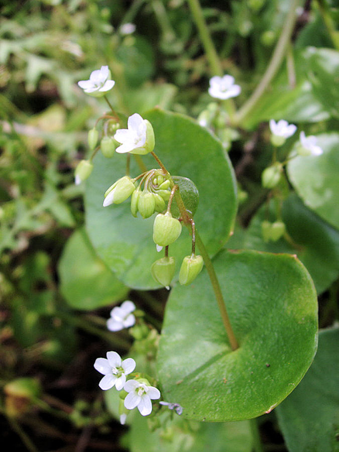 Miner's Lettuce at Our Pleasant Hill Home