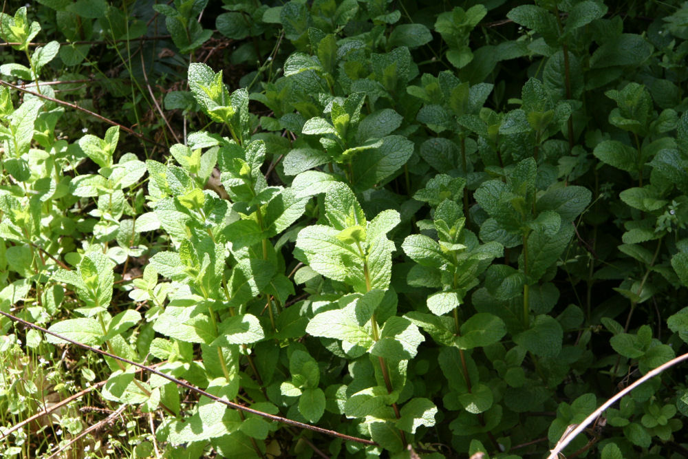 Spearmint at Our Pleasant Hill Home