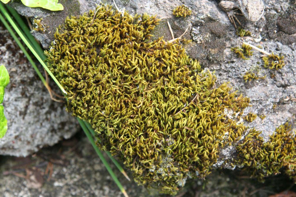 Bottle Moss at Our Pleasant Hill Home