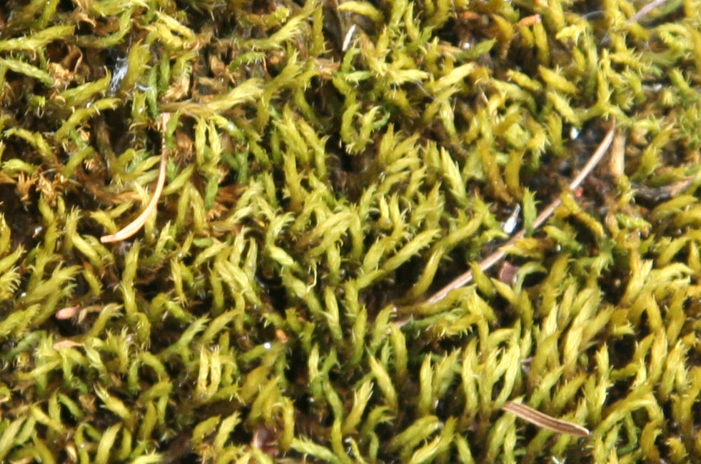 Bottle Moss at Our Pleasant Hill Home