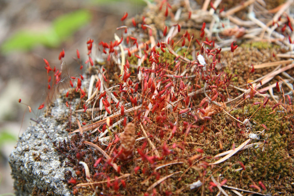 Red-Roof Moss at Our Pleasant Hill Home