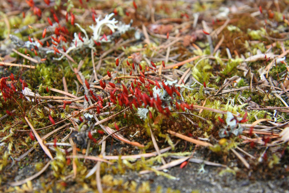 Red-Roof Moss at Our Pleasant Hill Home