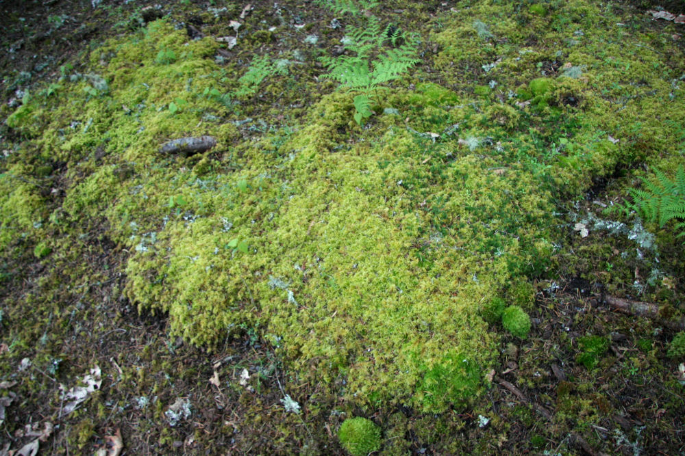 Ribbed Bog Moss at Our Pleasant Hill Home