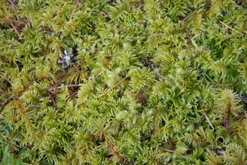 Ribbed Bog Moss at Our Pleasant Hill Home