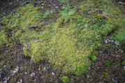 Moss, Ribbed Bog