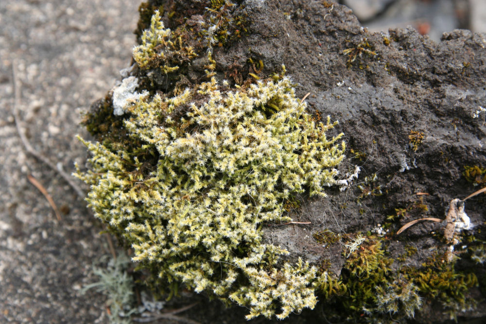 Roadside-rock Moss at Our Pleasant Hill Home